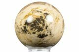 Petrified Wood (Tropical Hardwood) Sphere - Indonesia #311724-1